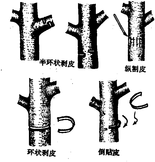 環(huán)剝、環(huán)割及化控技術(shù)